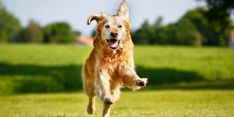 Dog running in park