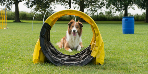 Dog in an obstacle course