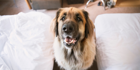 Dog in between hotel beds