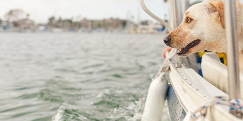 Dog on a boat