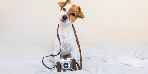 Dog carrying a camera
