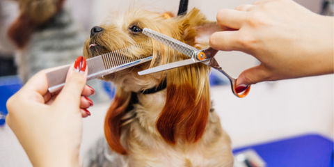 Dog getting groomed