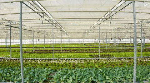 Crop and Yield Shelter