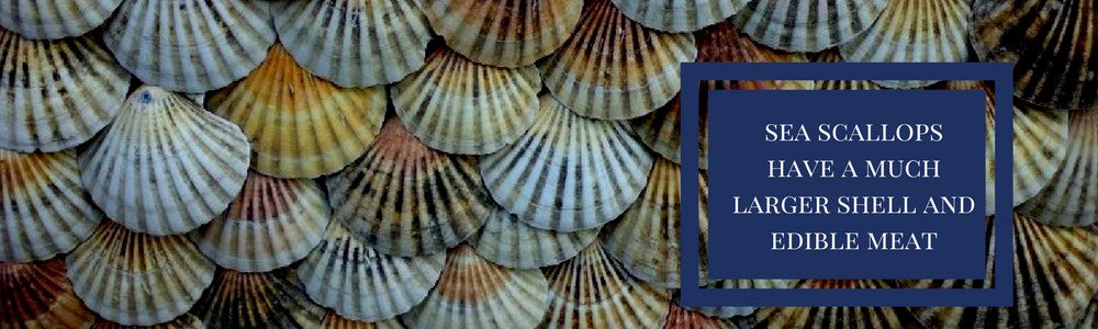 Bay Scallops vs. Sea Scallops