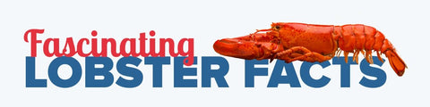 maine lobster facts