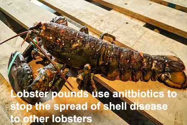 Lobster With Shell Disease