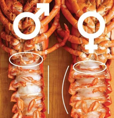 Male Vs. Female Lobster