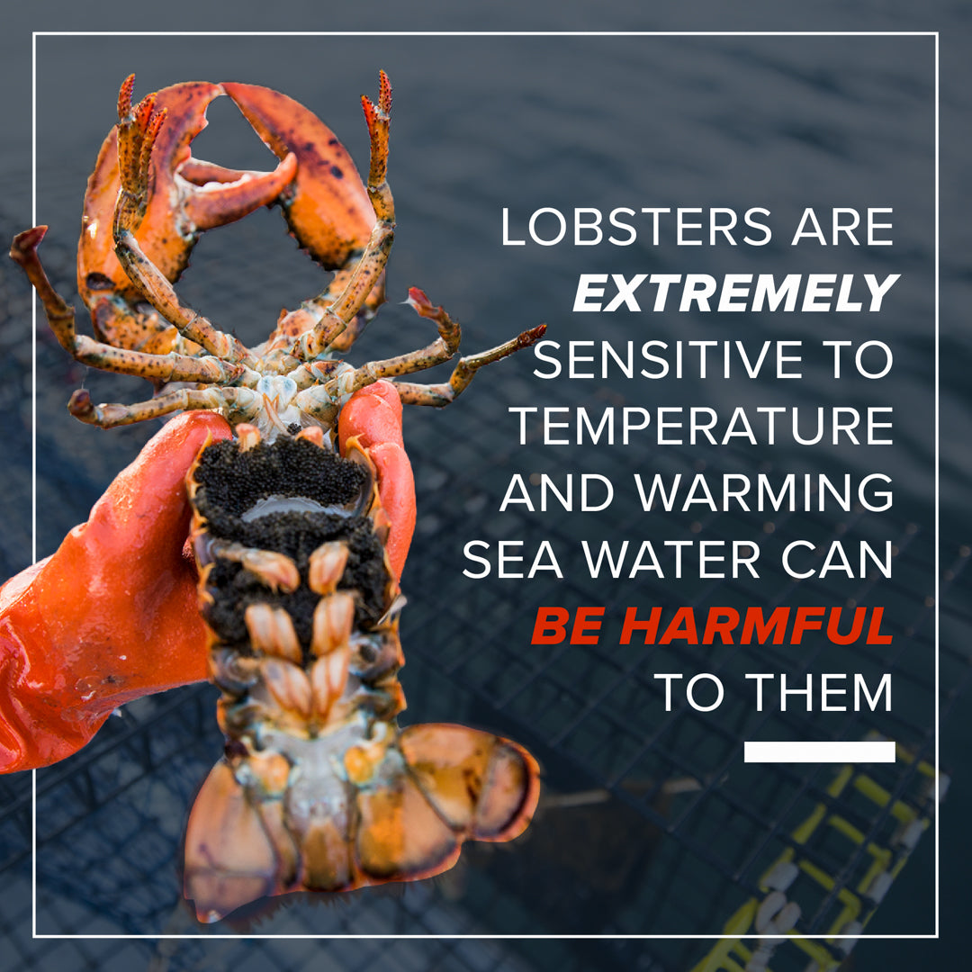 rising ocean temperatures affect lobsters