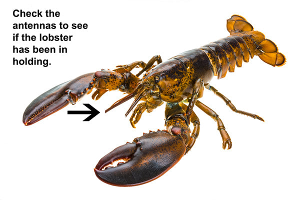 Lobsters With Eaten Antennas Diagram
