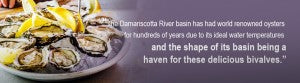 Damariscotta Oysters