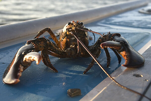 Wild Caught Lobster