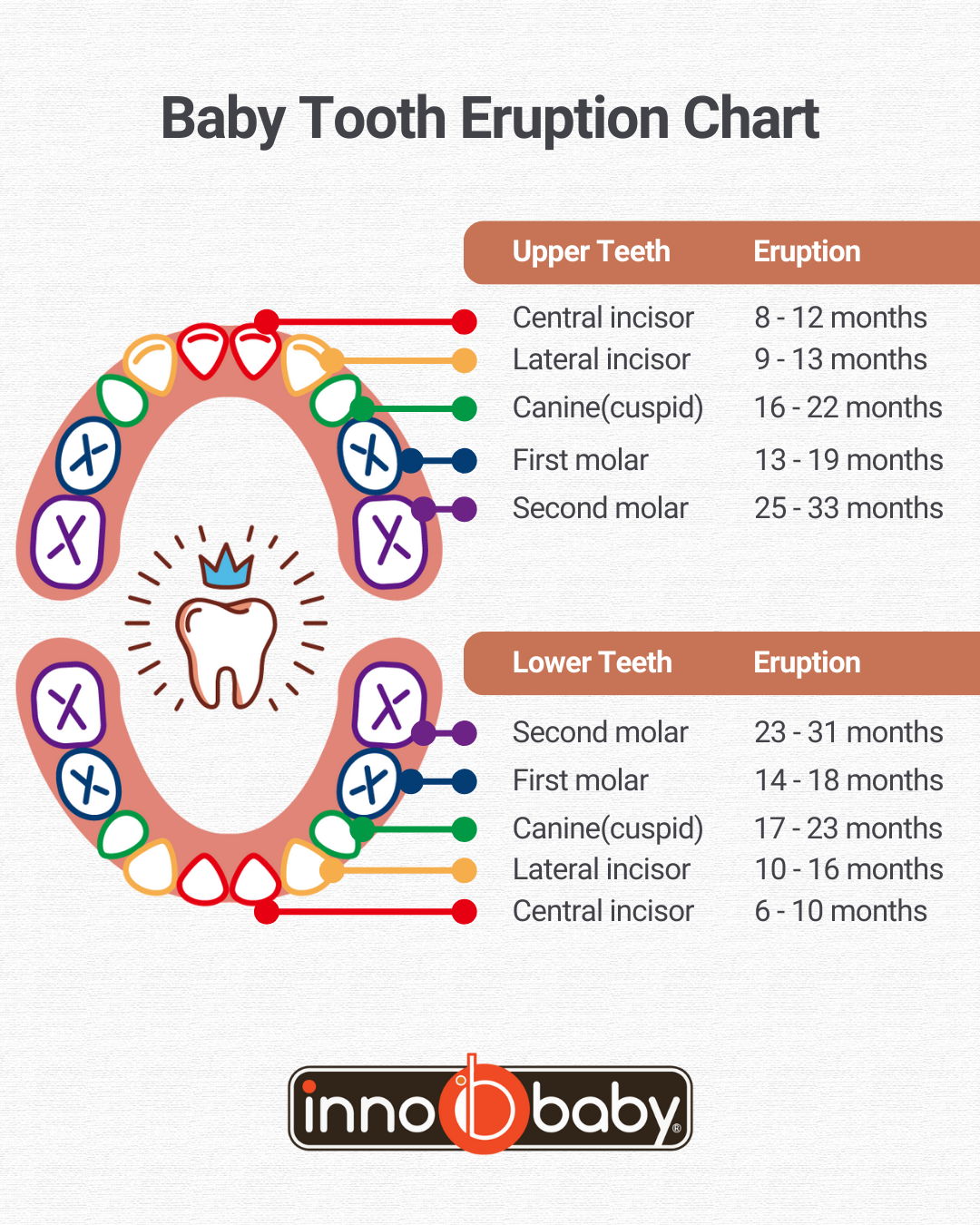baby tooth eruption chart
