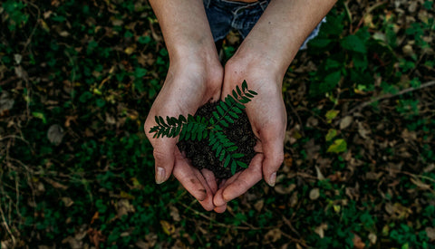 Two hands holding a delicate green plant