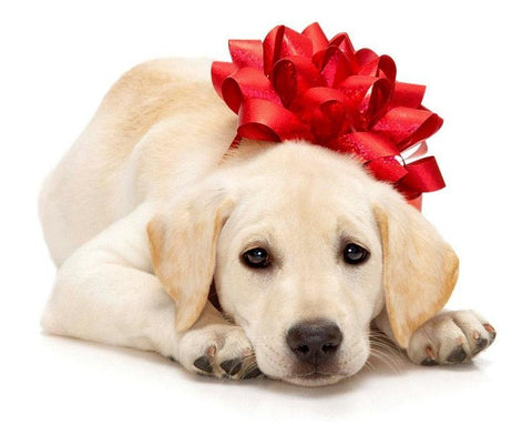 Stocking Stuffers for Pets