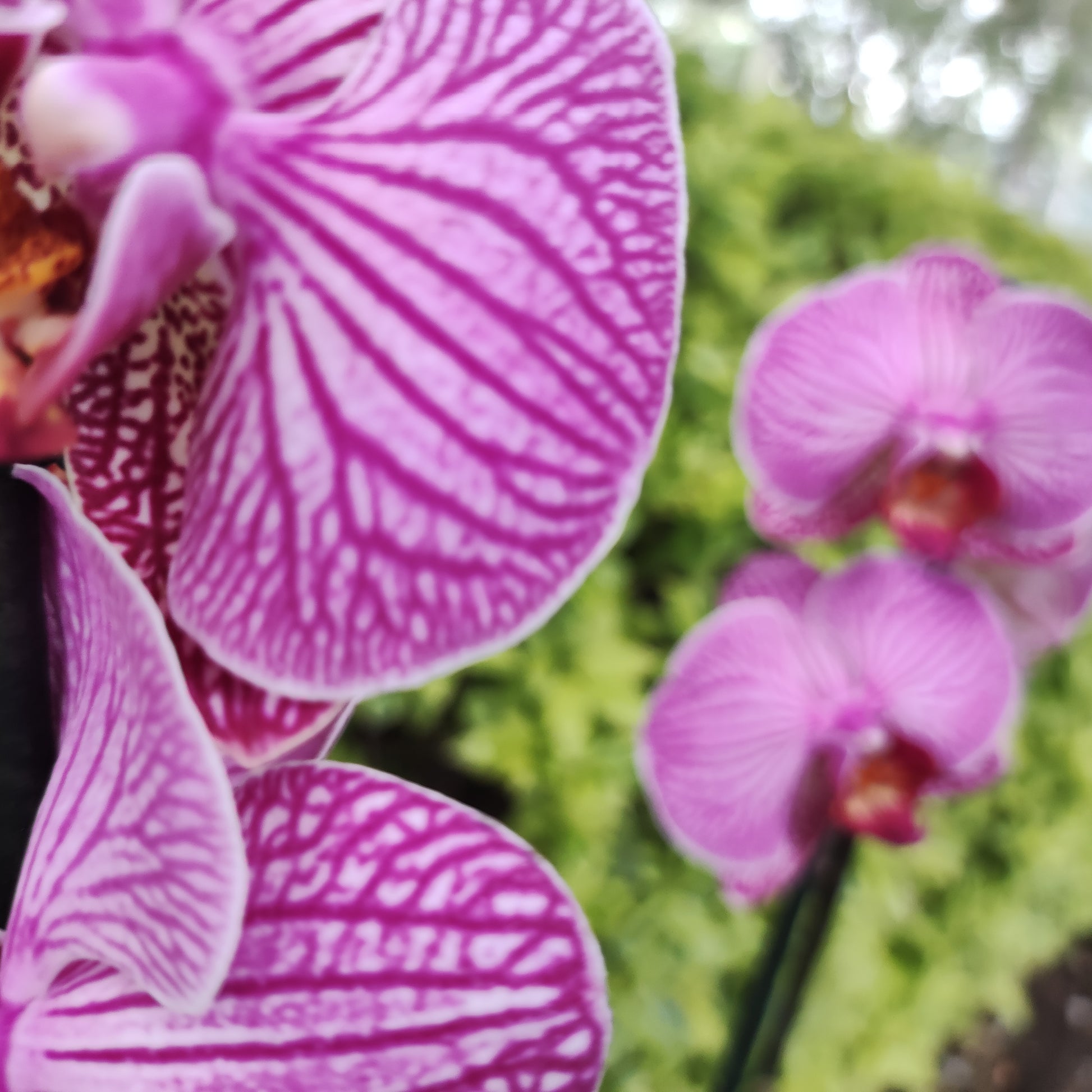 Orquideas en maceta – Verde Amarelo