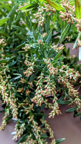 Close-up of mugwort plant with tiny beige flowers