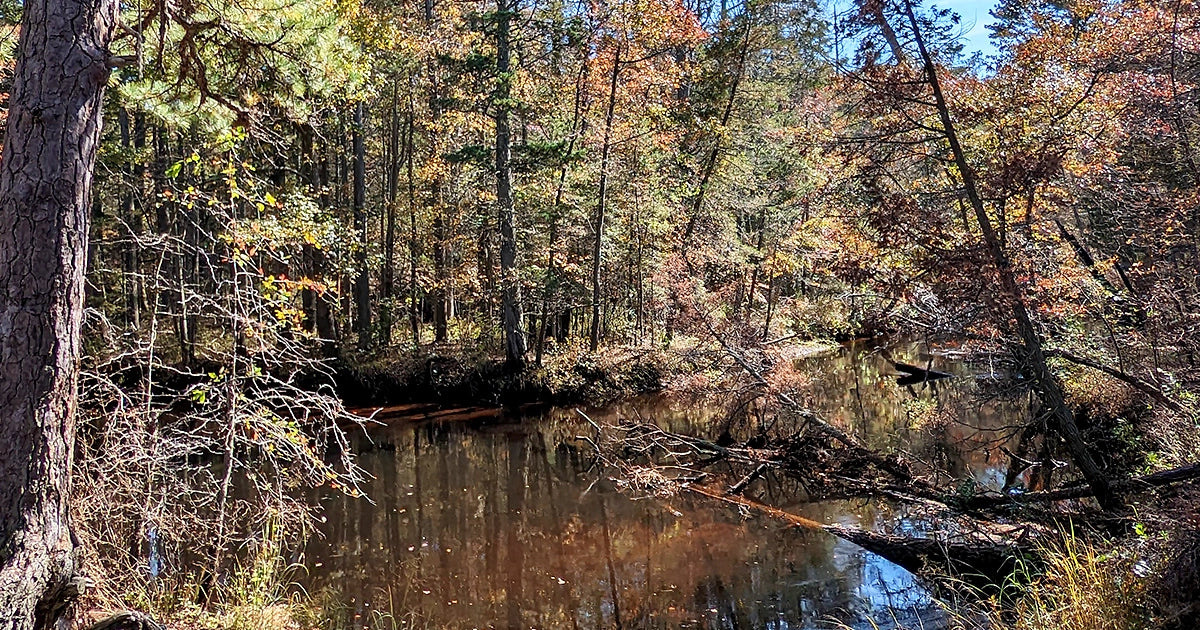 Mullica River Trail Woods in October 2022