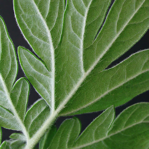 Underside of a mugwort leaf, silvery and fuzzy