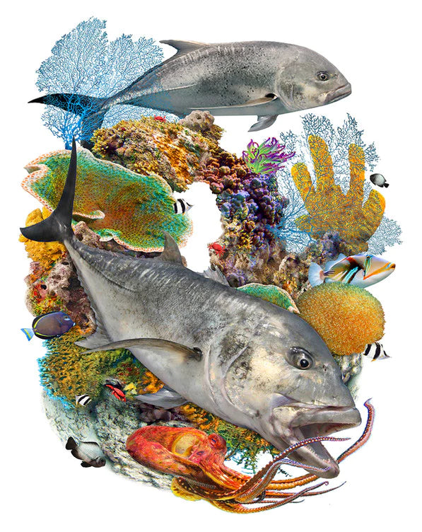 the giant Crevalle, known as Ulua in Hawaii, makes a meal of an evasive octopus
