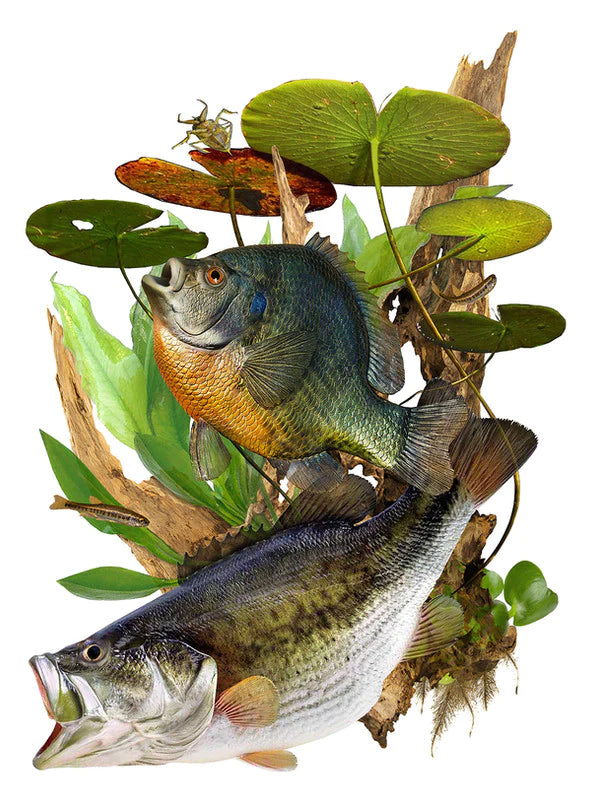 a palm-sized Bream stealthily eyes a waterbug from beneath the lily pads while a Bass swims by