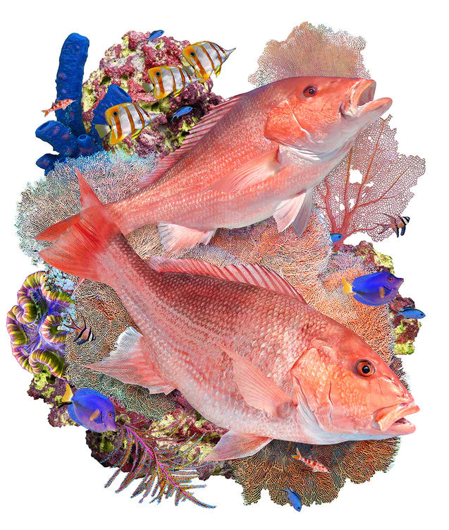 a pair of hungry Reds Snappers prowl the vibrant Florida reef
