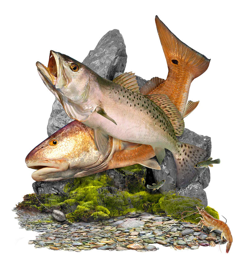 a fat shrimp on a rocky bottom tempts a Speckled Trout and a Redfish