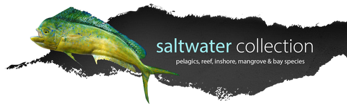 SaltwaterHeader.png__PID:0ac04728-5f0f-4b63-a2c2-977162b23cbf