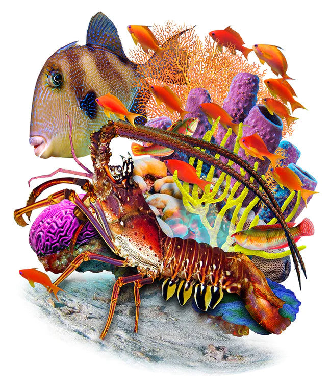 a crimson Spiny Lobster tires to blend into the surrounding coral of a thriving Bahamian reef