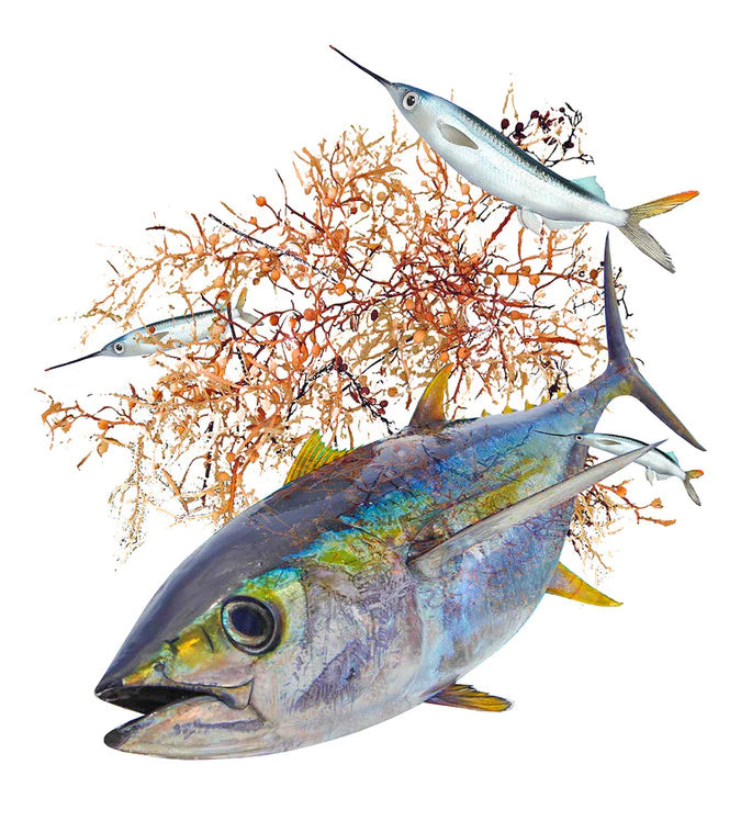 a single shimmering Yellowfin Tuna sets its sights on a school of Ballyhoo in the Sargassum