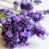 lavender oil