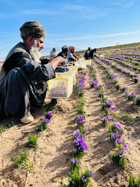 Haji Sobhan farm during the harvest season of 2023 for saffron, best quality saffron fresh