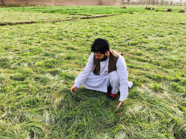 Heray Saffron Farm, Mohammad in his farm