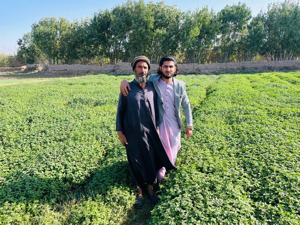 Farmers in the field of Mint in herat afghanistan