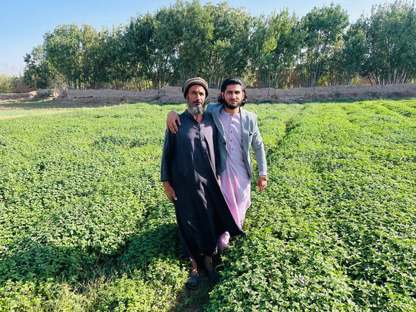 Famers in the field of Herat