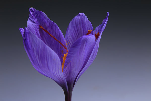How to Store Saffron to Keep Them Fresh and Flavorful
