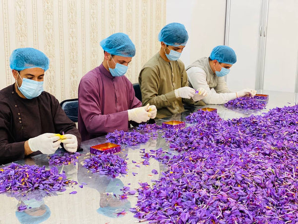 The dedicated team behind Heray Spice, from farmers to processing experts, working together for a sustainable saffron future