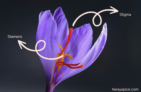 Saffron Stigma and its flower with naming