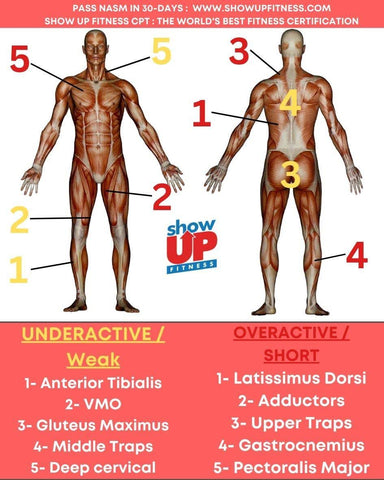 Muscles to Learn