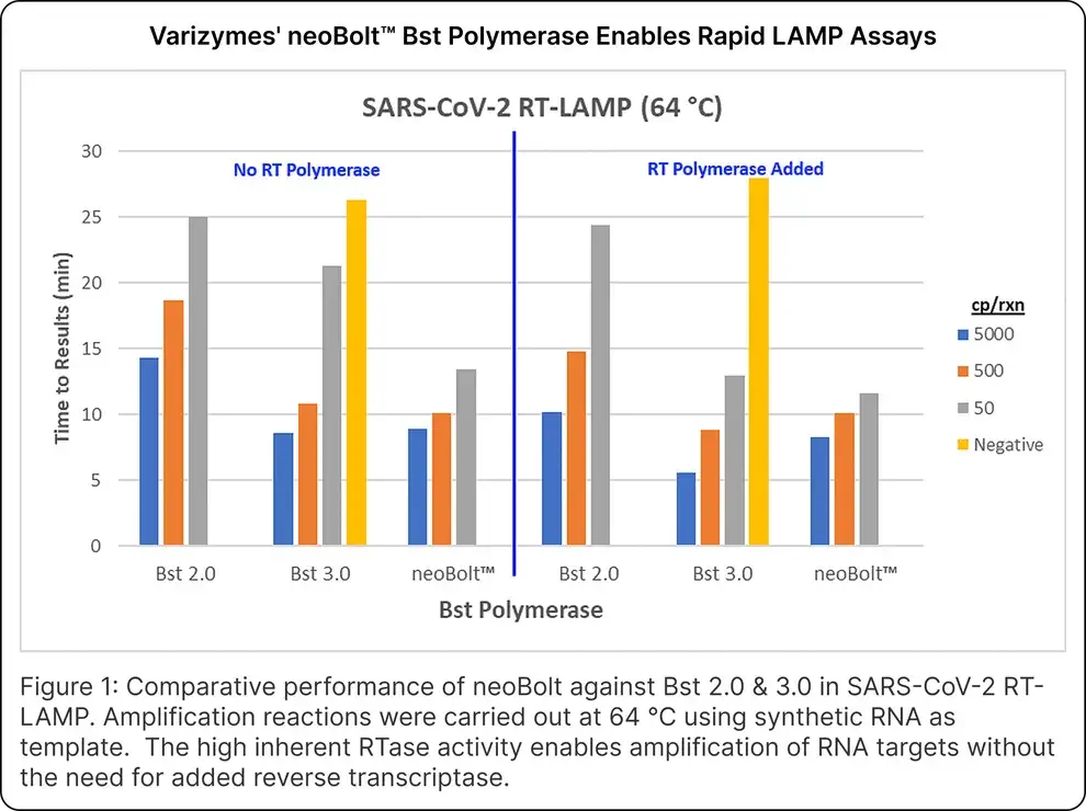 neoBolt™ Bst DNA Polymerase