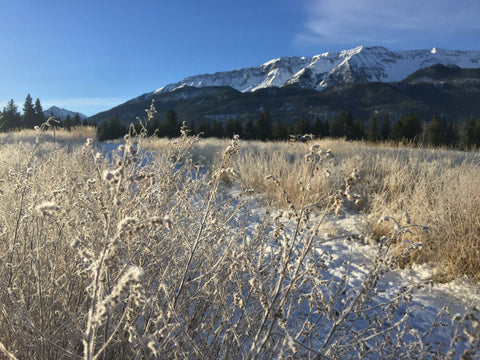 A photo of the Wallowa Valley flora with a light dusting of snow