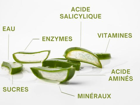 infographie, les ingrédients de l'aloe vera