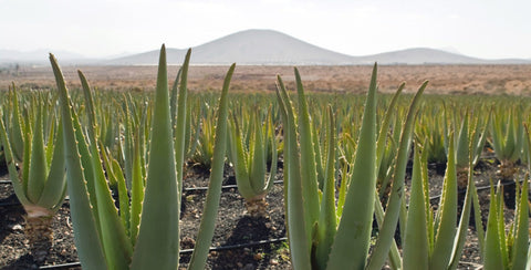 champs aloe vera