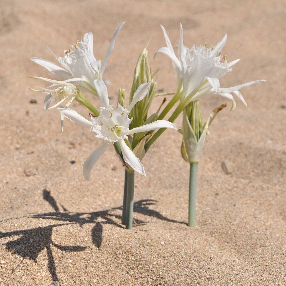 sea ​​lily in bloom on a sandy beach