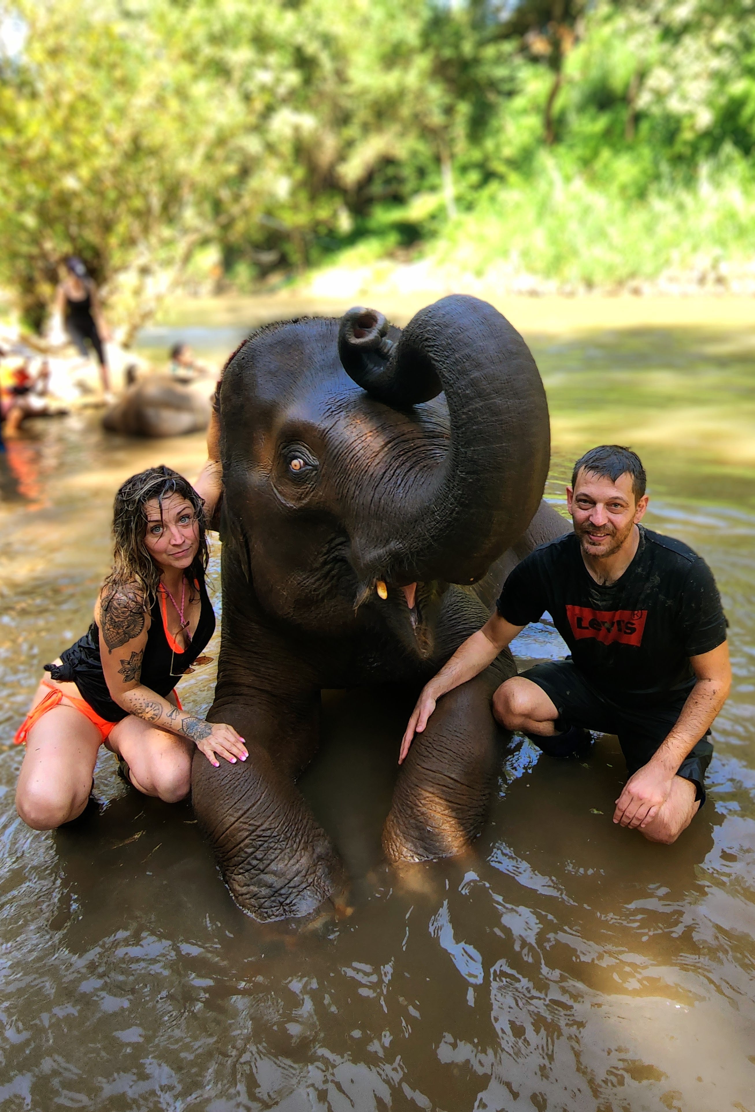 elephant-friends-chiang-mai-bain-avec-les-elephants