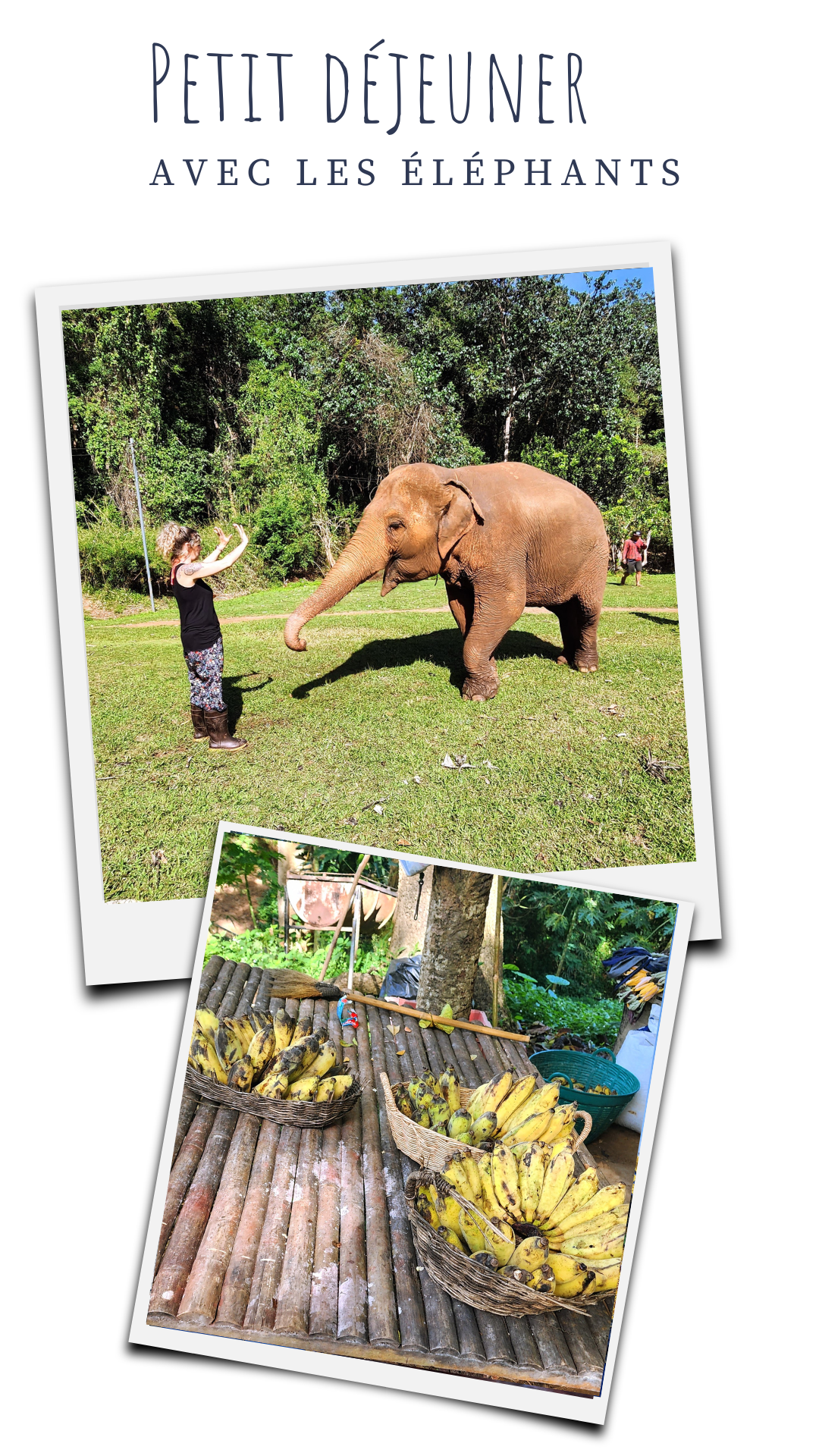 excurssion-elephant-friends-chiang-mai-repas-de-bananes