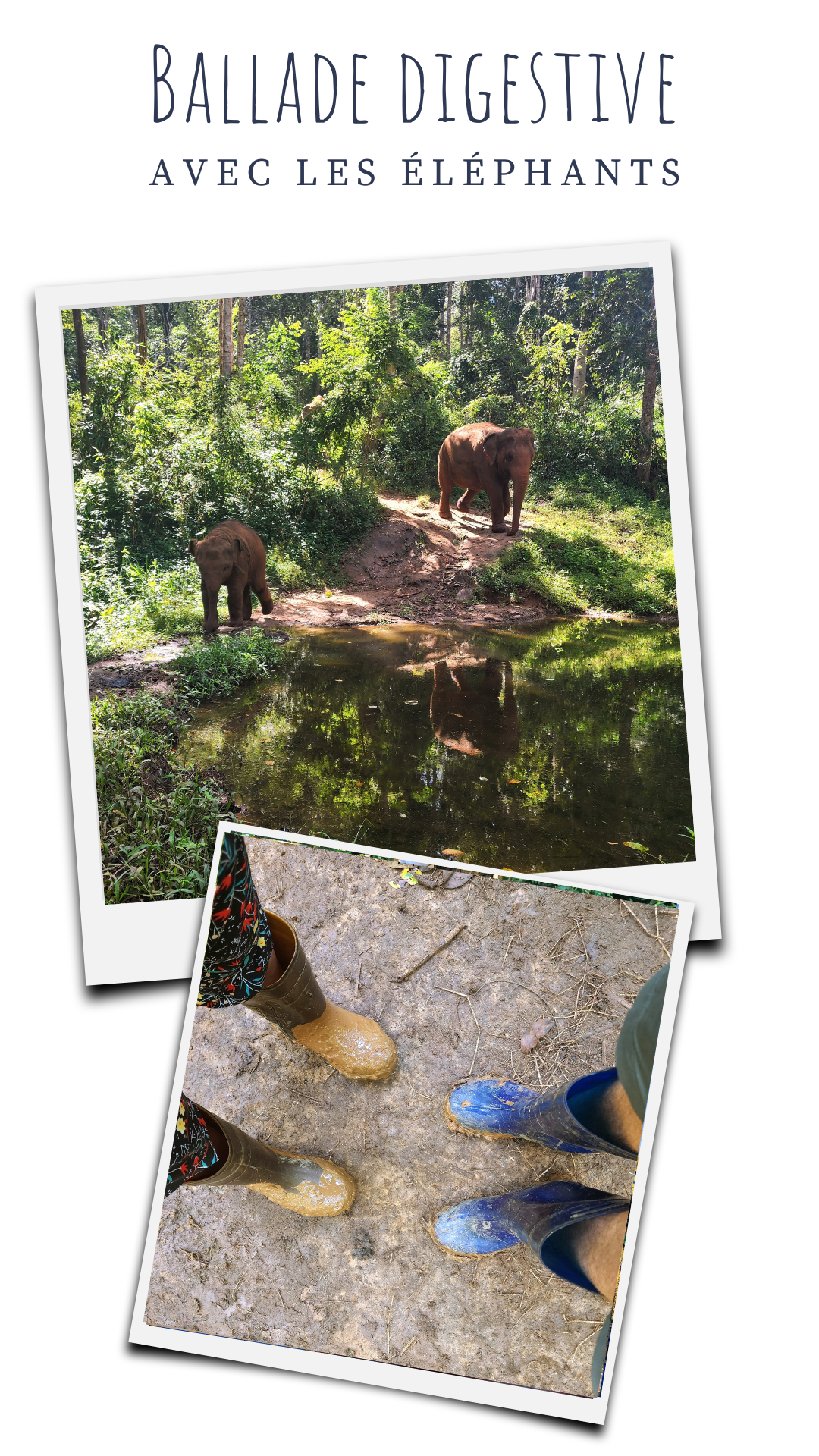 ballade-dans-la-jungle-avec-les-elephants-chiang-mai