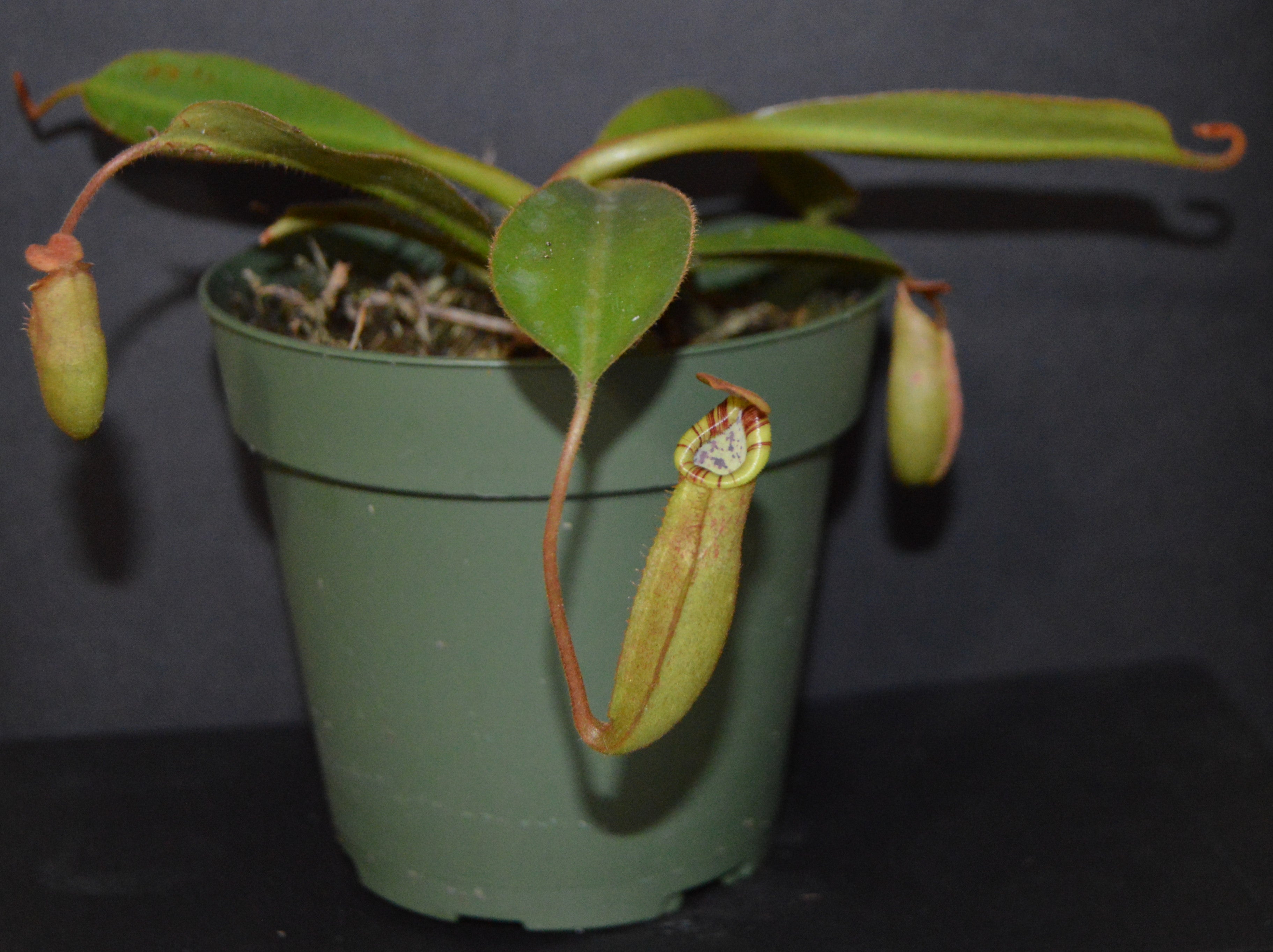 Nepenthes Veitchii x Platychila Pitcher Plant BE-3213