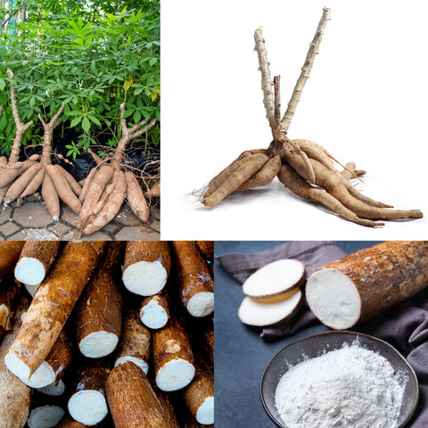 Cassava Tapioca - what is sabudana made from