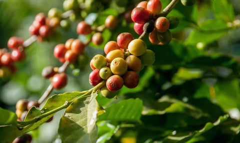 coffee cherries