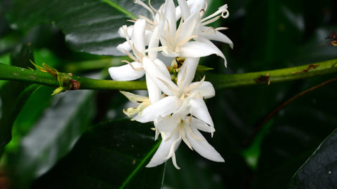 Coffee flowers Trees